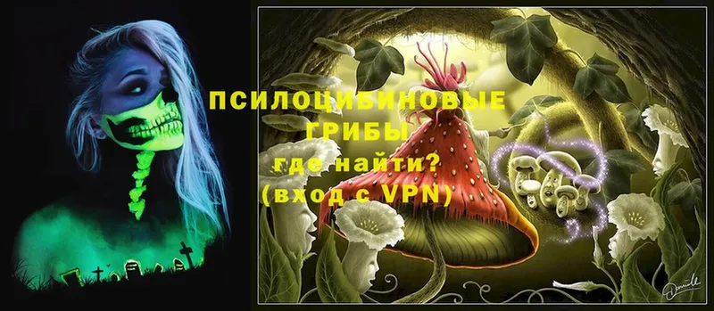 Галлюциногенные грибы Psilocybe  Кировск 